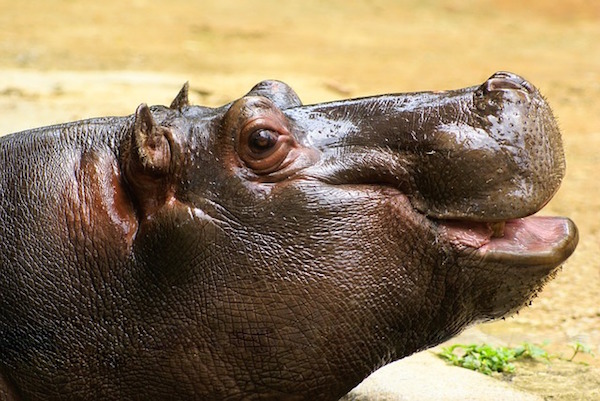 hippo