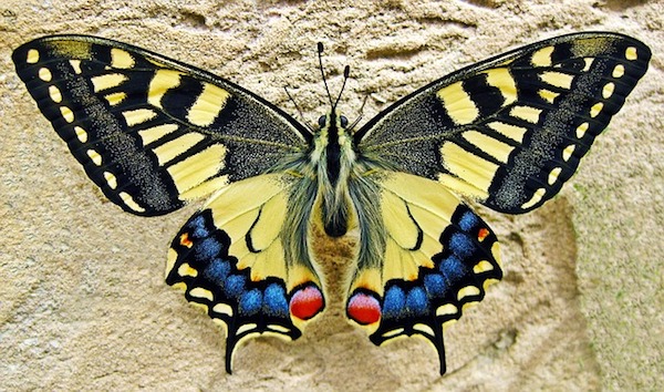 butterfly