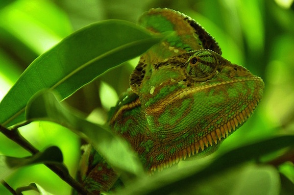 chameleon