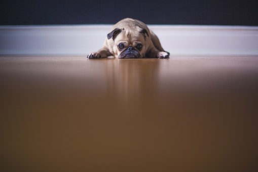 Sad pug didn't get quite the GMAT score he was hoping for...