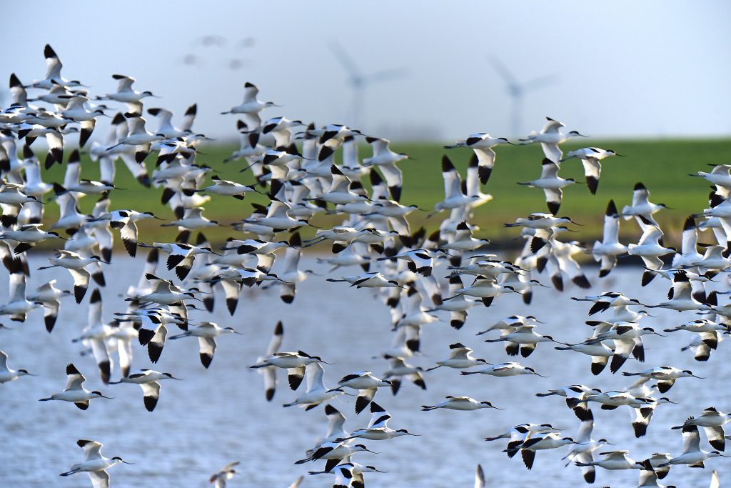 Birds! They're neato.