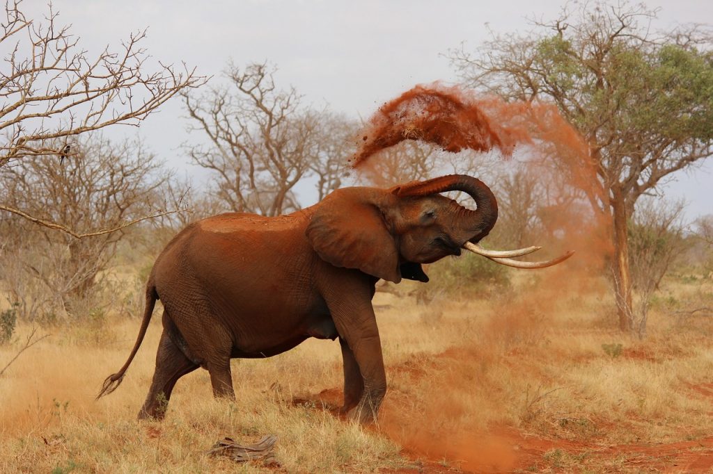 Elephants never forget their grammar rules!