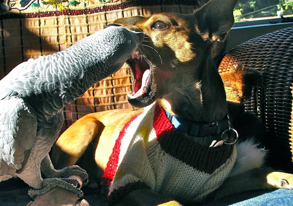 This parrot is critiquing the dog's argument.