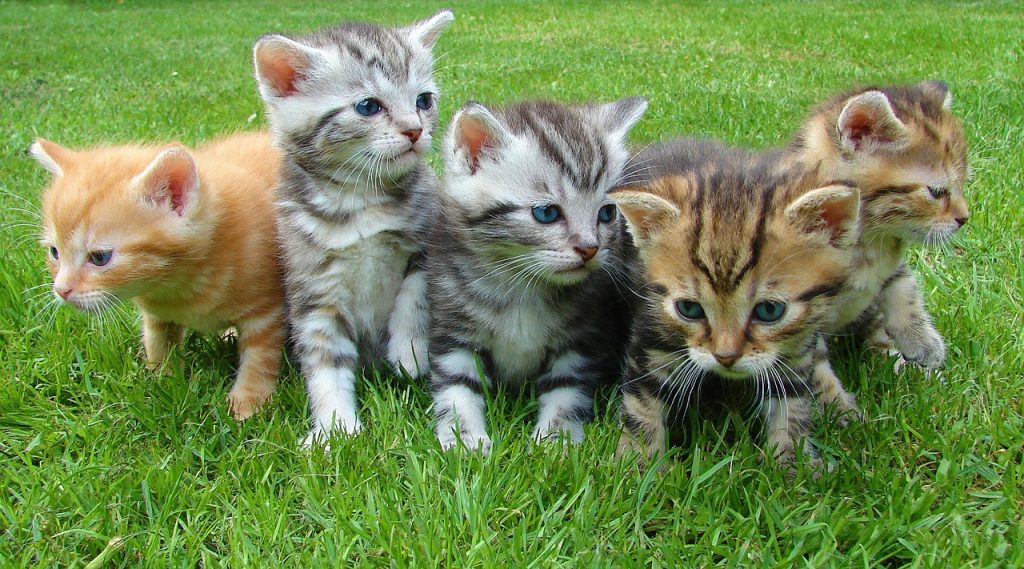 If I were you, I'd adopt all of these cute kittens together!