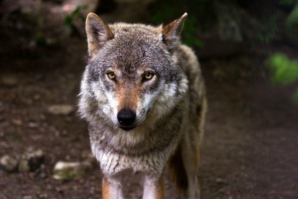 This wolf could be from Northern Minnesota. 