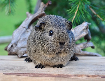 guinea-pig-542917_640