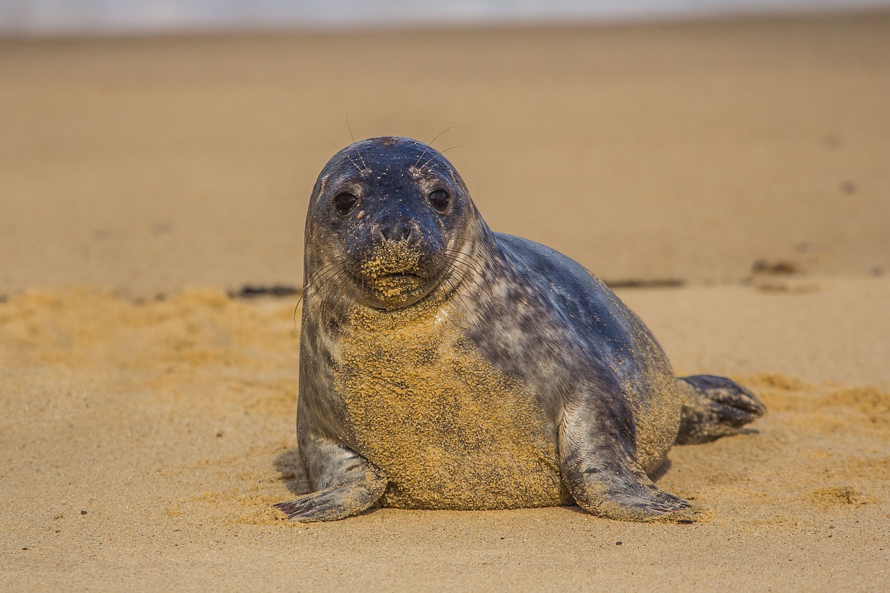 seal-cub-1387741_1280