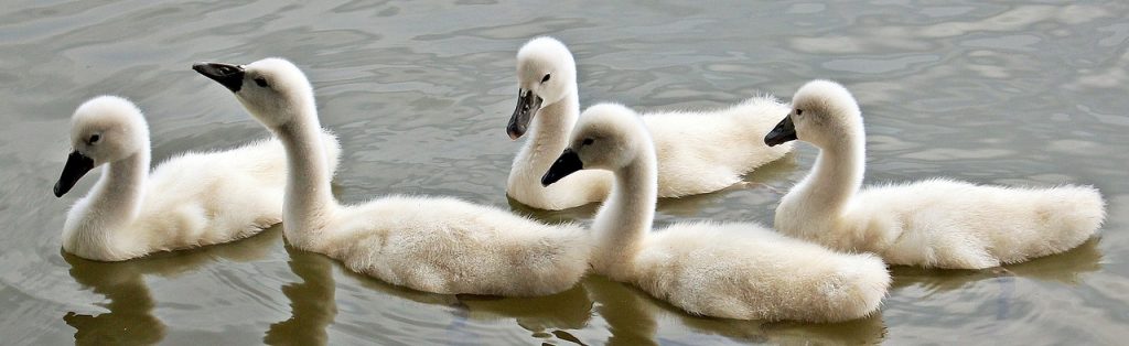 swans-1436266_1280