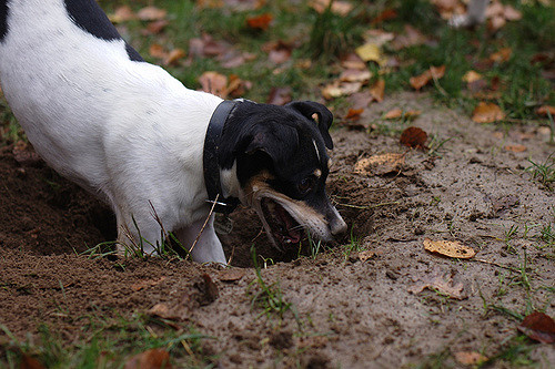 Diggings is FUN!Digging deeper/used under CC BY-SA 2.0.