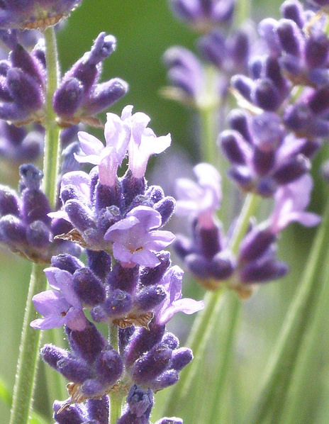Lavender/used under CC BY-SA 2.0/cropped from original.