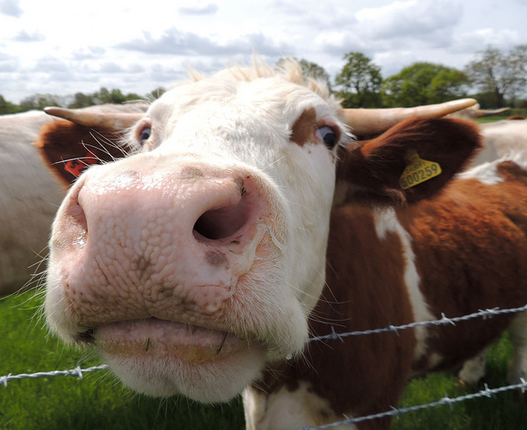 Cow, Tetworth, Cambridgeshire/used under CC BY 2.0/cropped from original.