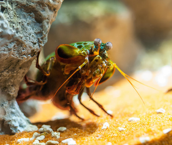 All Hail The Mantis Shrimp/used under CC BY 2.0/cropped from original.