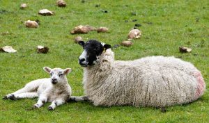 sheep-1353251_640