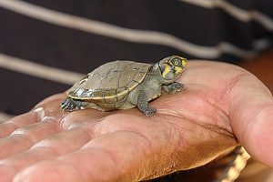 turtle-783713_640