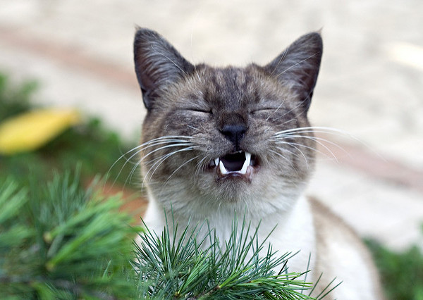 It turned out that it was just Fry the cat complaining about the river water all along. Umberto Salvagnin/Flickr.