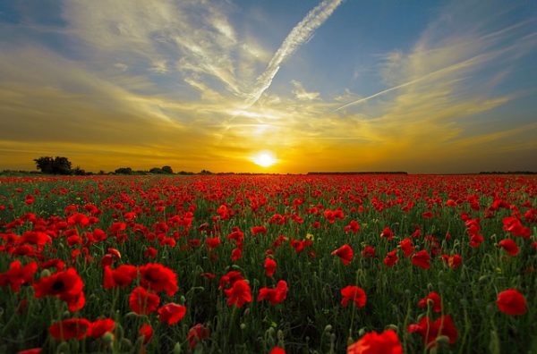 body_flower_field