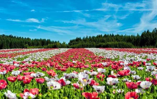 body_flowers_field