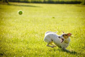 dog-1367297_640