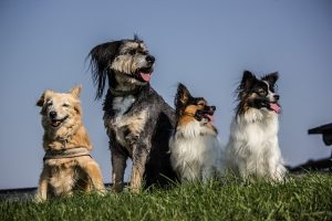 four-dogs-1919152_640