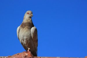 pigeon-1903690_640