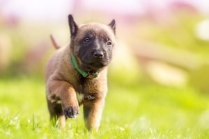 puppy-1726419_640