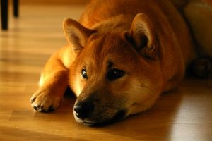 shiba-inu-1904871_640