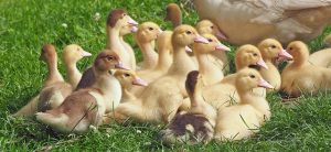 goslings-1566724_640