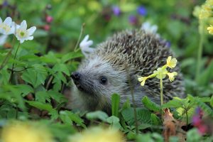 hedgehog-548335_640