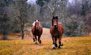 horses-1984977_640