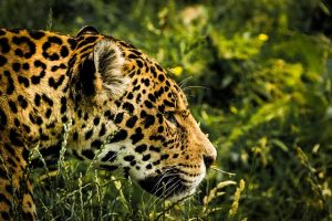 jaguar-1807171_640