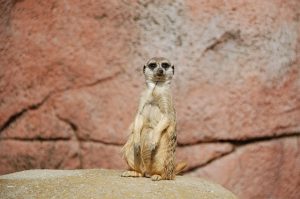 meerkat-162217_640