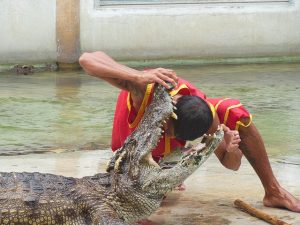 the-crocodile-farm-1516548_640