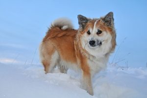 iceland-dog-1957821_640