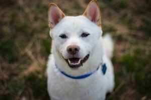 shiba-inu-1592018_640