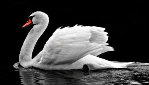 swan-2107052_640