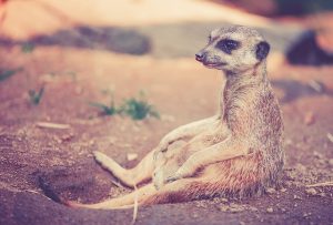 meerkat-459171_640