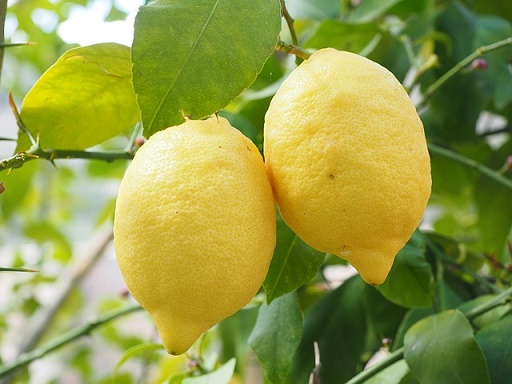 body_lemon