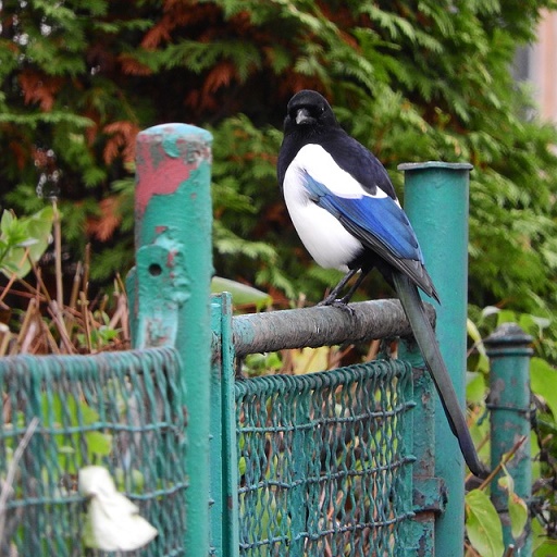 body_onthefence